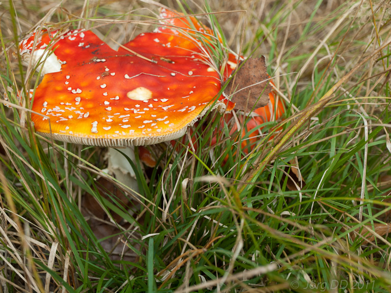 Herbst _ Bild 002 _  15. Oktober 2011   16:59:52