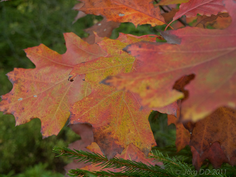 Herbst _ Bild 003 _  15. Oktober 2011   17:04:17