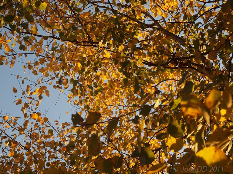 Herbst _ Bild 009 _  15. Oktober 2011   17:30:07