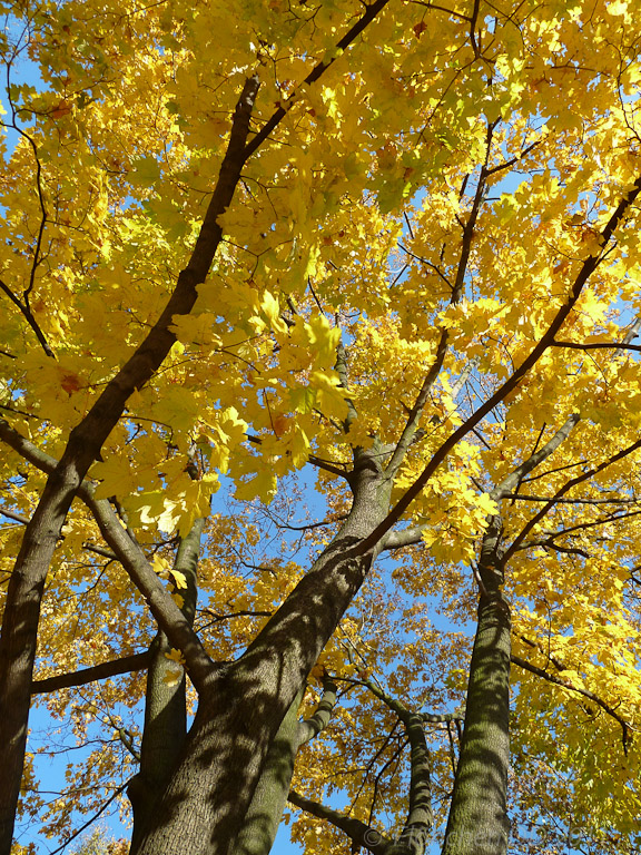 Herbst _ Bild 001 _  29. Oktober 2011   14:20:59