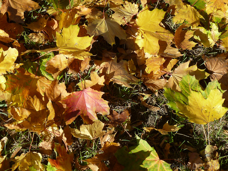 Herbst _ Bild 002 _  29. Oktober 2011   14:22:02