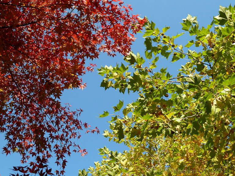 Herbst _ Bild 004 _  29. Oktober 2011   14:36:07