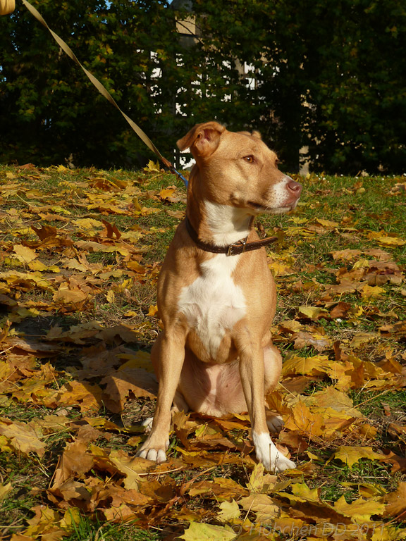 Herbst _ Bild 012 _  29. Oktober 2011   16:21:42