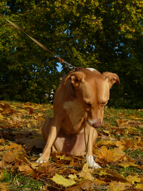 Herbst _ Bild 013 _  29. Oktober 2011   16:22:35