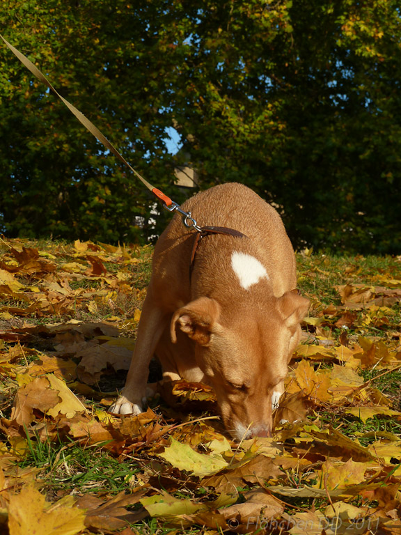 Herbst _ Bild 014 _  29. Oktober 2011   16:22:47