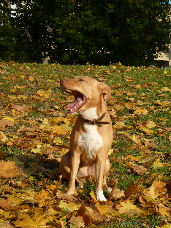 Herbst _ Bild 015 _  29. Oktober 2011   16:24:00