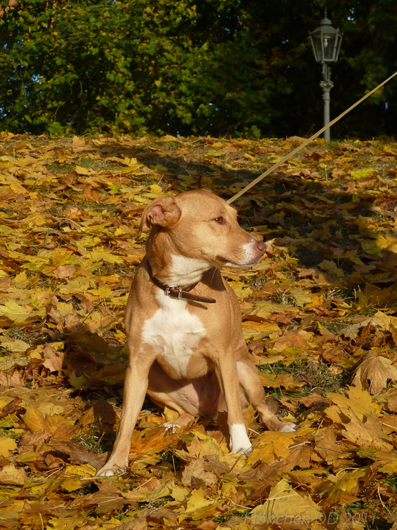 Herbst _ Bild 016 _  29. Oktober 2011   16:24:33