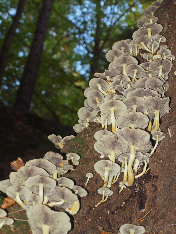 Herbst _ Bild 001 _  04. Oktober 2011   13:46:53