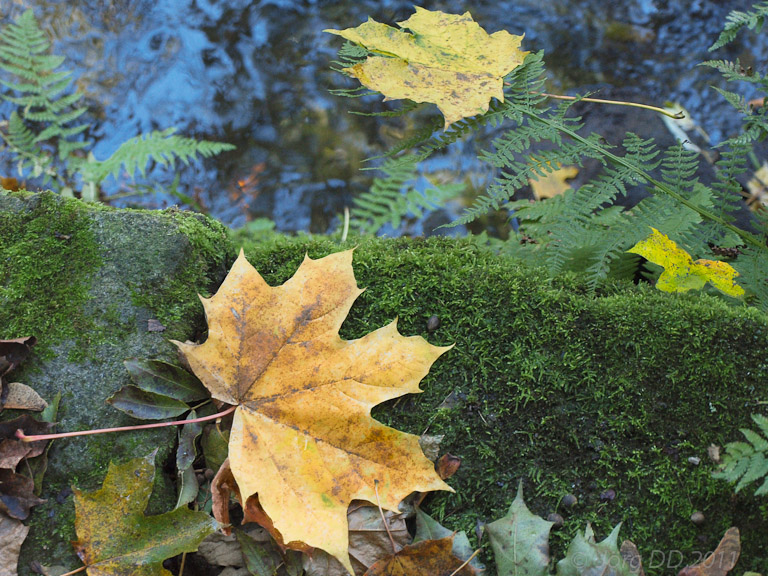 Herbst _ Bild 003 _  15. Oktober 2011   11:58:47