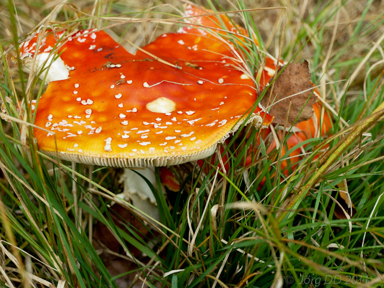 Herbst _ Bild 006 _  15. Oktober 2011   16:59:52