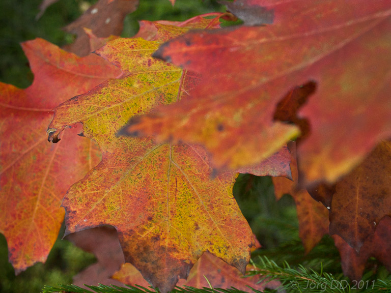 Herbst _ Bild 007 _  15. Oktober 2011   17:04:17
