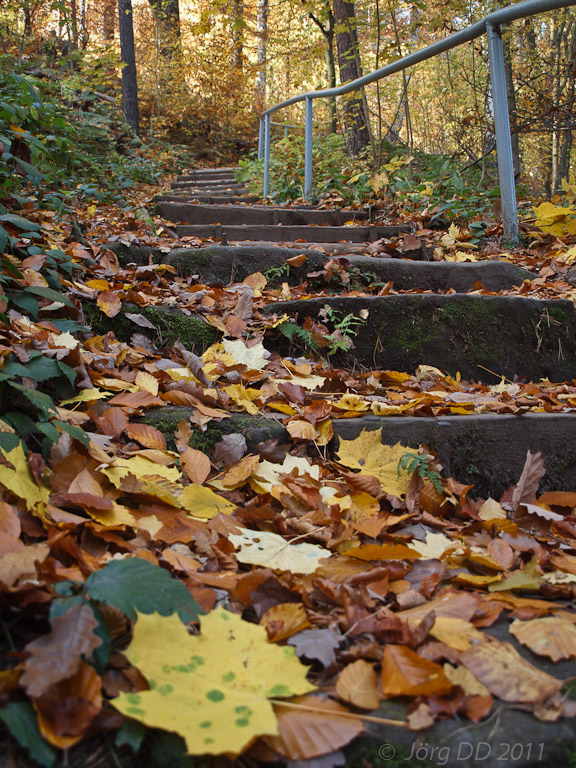 Herbst _ Bild 008 _  03. November 2011   11:52:15