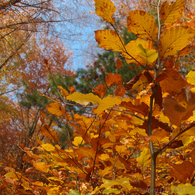 Herbst _ Bild 009 _  03. November 2011   12:30:47