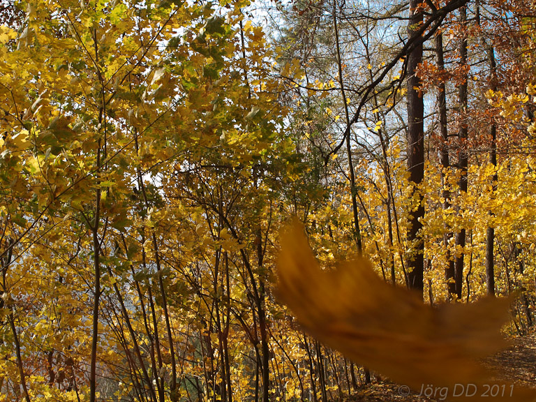 Herbst _ Bild 010 _  03. November 2011   12:37:50
