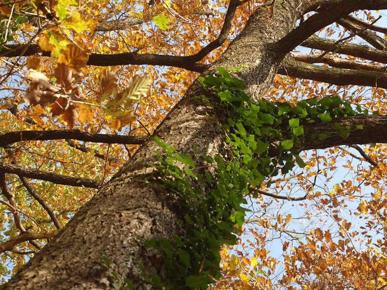 Herbst _ Bild 011 _  03. November 2011   13:27:19