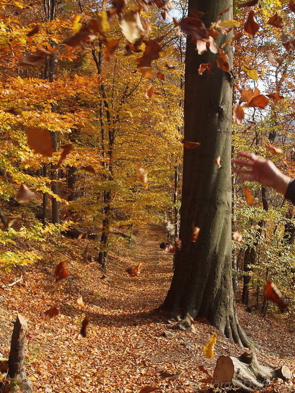 Herbst _ Bild 012 _  03. November 2011   14:24:16