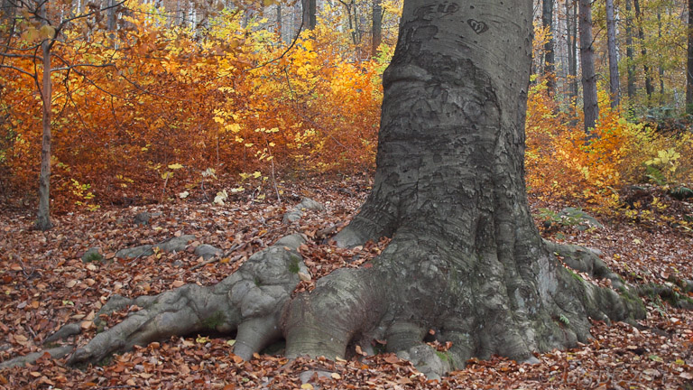 Herbst _ Bild 013 _  03. November 2011   14:57:50