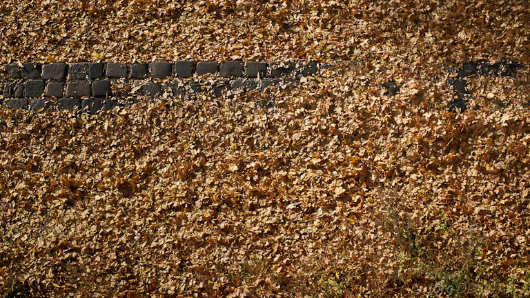 Herbst _ Bild 019 _  14. November 2011   14:22:40