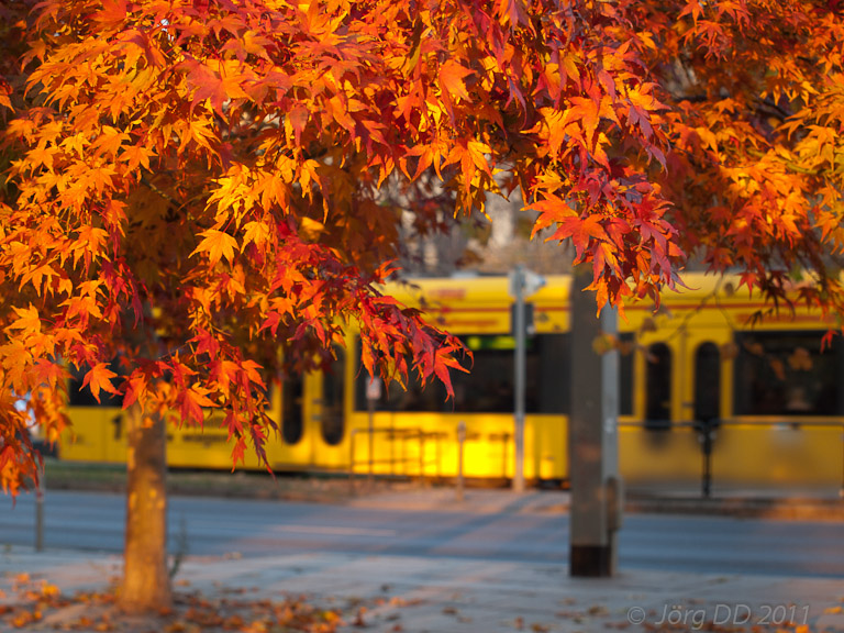 Herbst _ Bild 020 _  14. November 2011   16:48:03