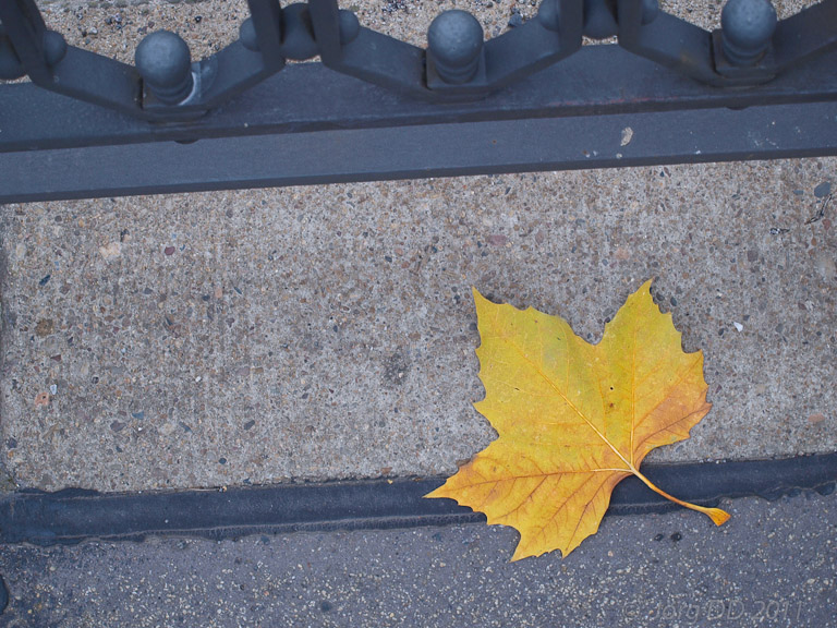 Herbst _ Bild 021 _  15. November 2011   15:41:36