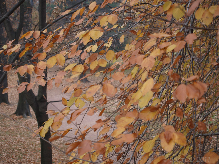 Herbst _ Bild 022 _  15. November 2011   15:59:05