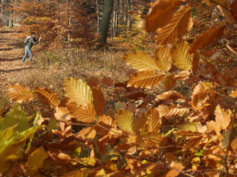 Herbst _ Bild 025 _  16. November 2011   13:38:17
