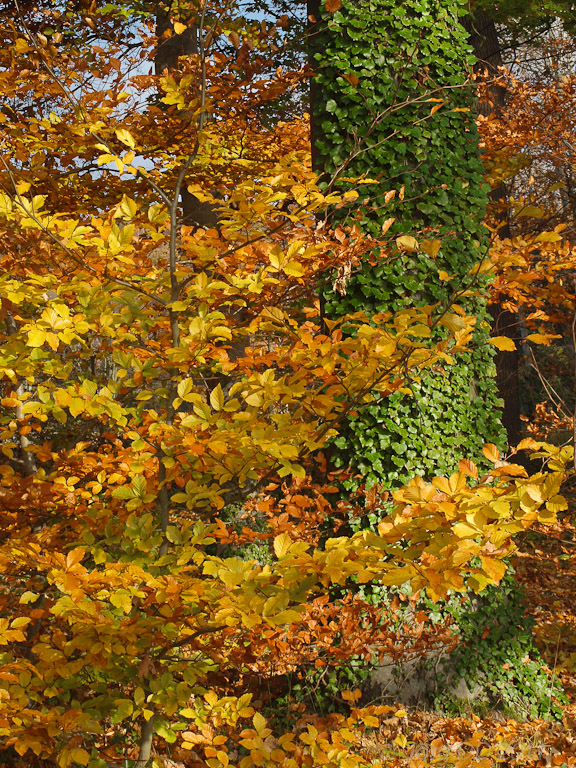 Herbst _ Bild 026 _  16. November 2011   13:40:13