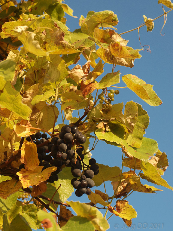Herbst _ Bild 027 _  16. November 2011   15:27:37
