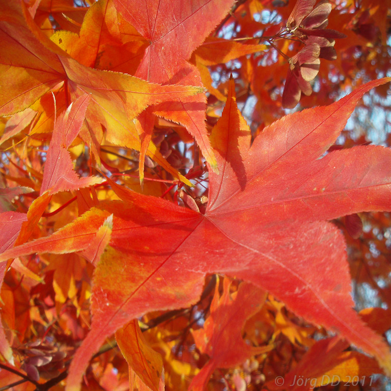 Herbst _ Bild 028 _  22. November 2011   14:29:30