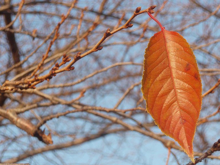 Herbst _ Bild 029 _  23. November 2011   14:52:56