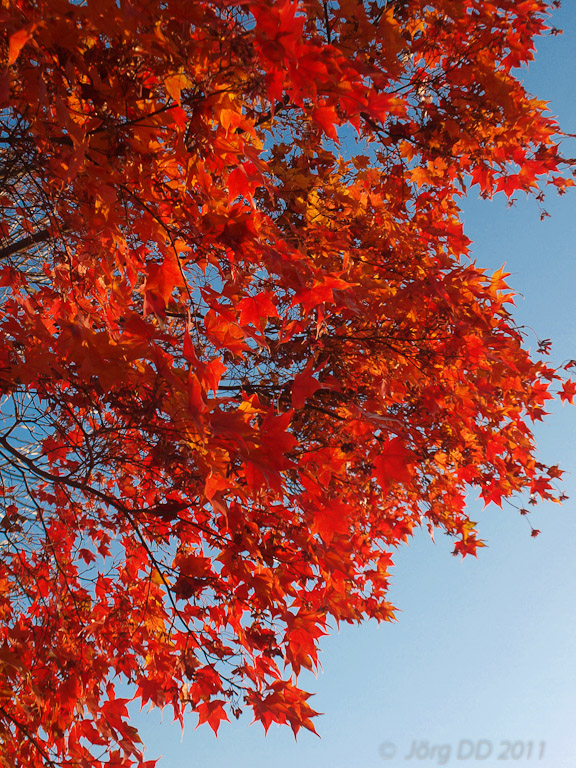 Herbst _ Bild 032 _  25. November 2011   15:50:48