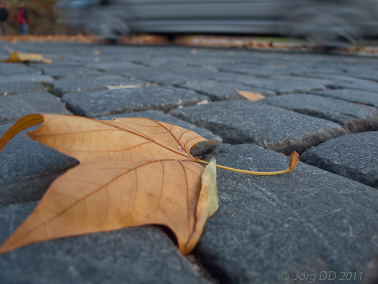 Herbst _ Bild 034 _  25. November 2011   16:52:21