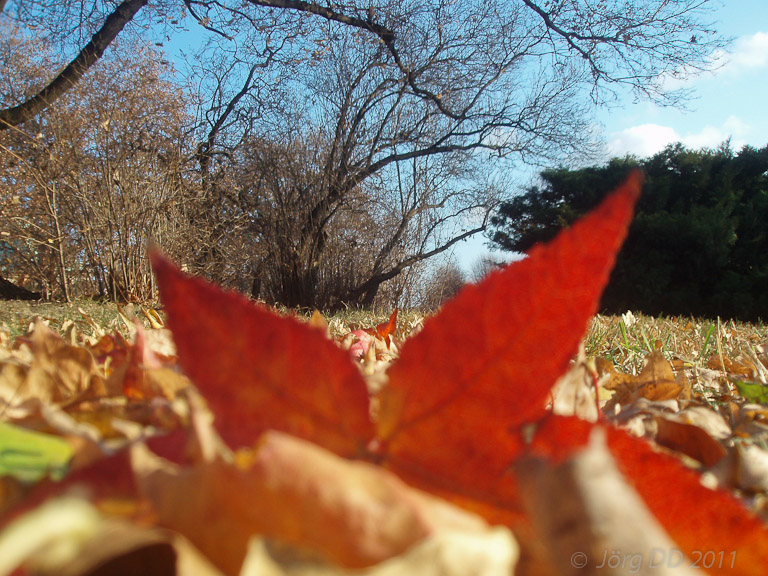 Herbst _ Bild 035 _  28. November 2011   14:46:53